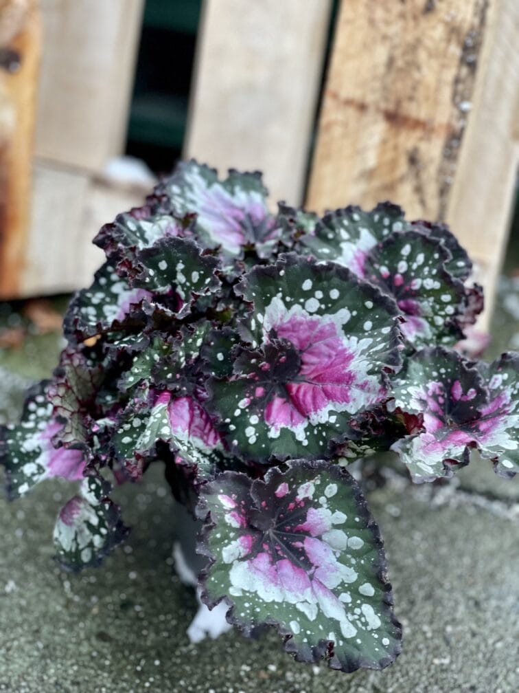 Zdjęcie rośliny Begonia Maui Mist, ujęcie 3