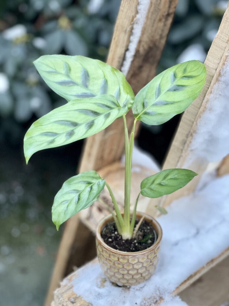 Zdjęcie rośliny Calathea Leopardina, ujęcie 2