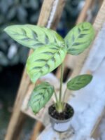 Zdjęcie rośliny Calathea Leopardina, ujęcie 3