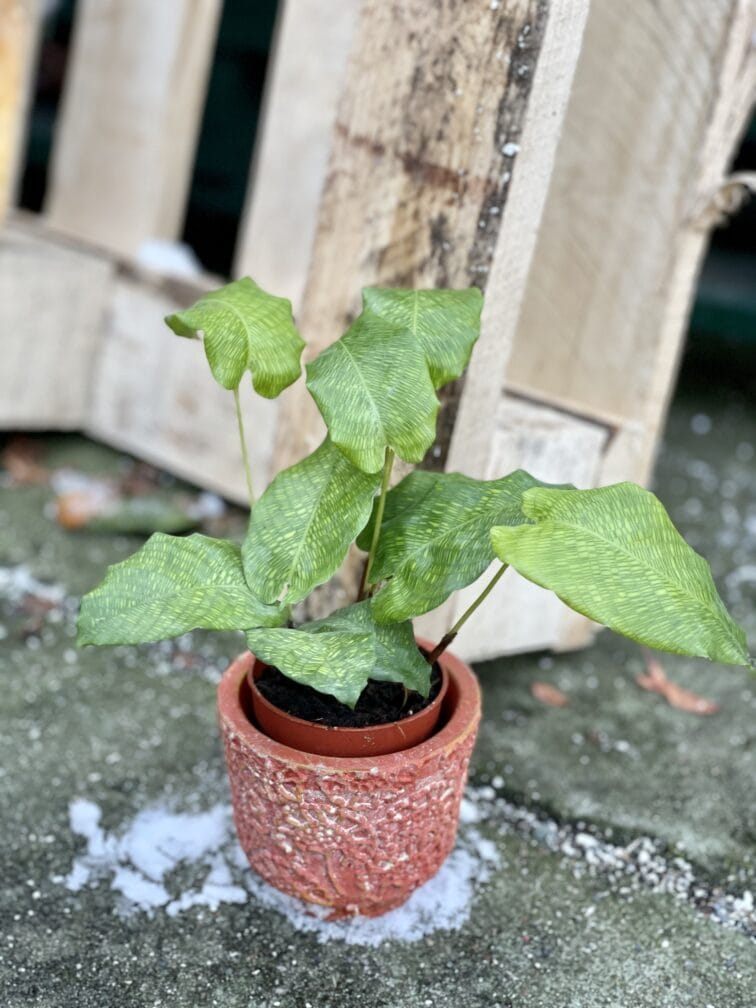 Zdjęcie rośliny Calathea Network (Mosaica), ujęcie 1