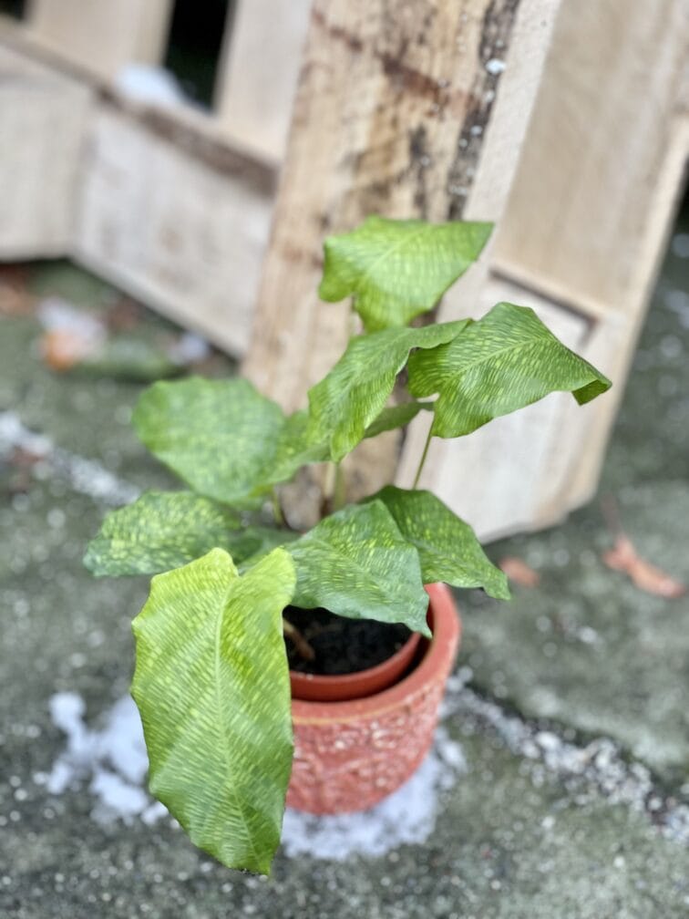 Zdjęcie rośliny Calathea Network (Mosaica), ujęcie 3