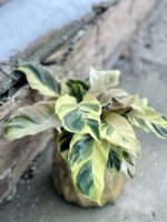 Zdjęcie rośliny Calathea Yellow Fusion, ujęcie 1
