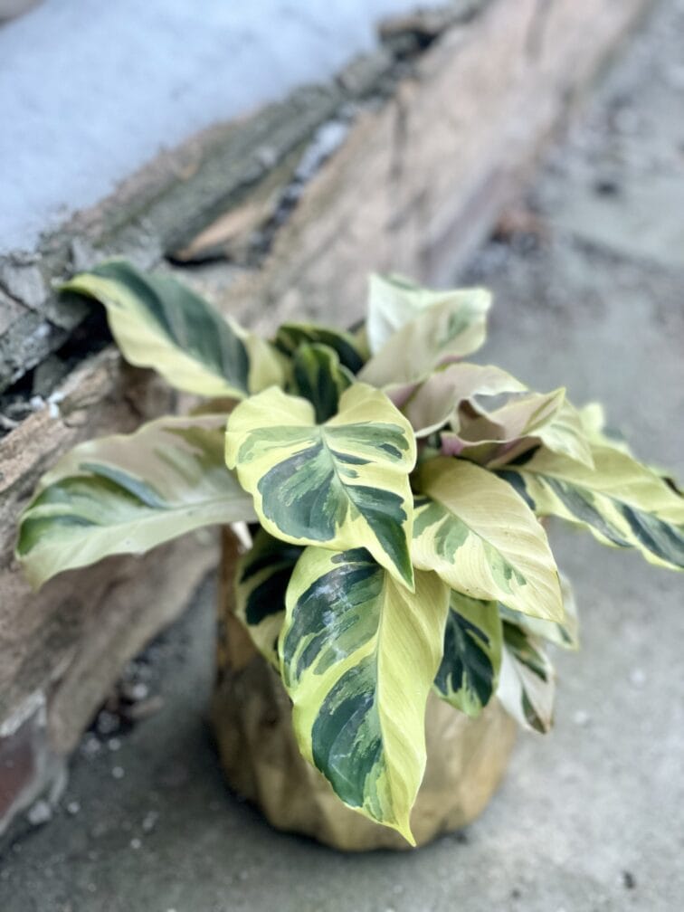 Zdjęcie rośliny Calathea Yellow Fusion, ujęcie 1