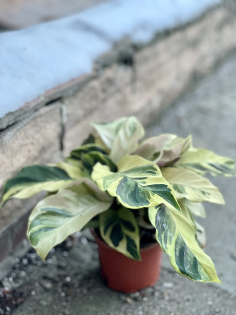 Zdjęcie rośliny Calathea Yellow Fusion, ujęcie 2