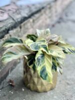 Zdjęcie rośliny Calathea Yellow Fusion, ujęcie 3