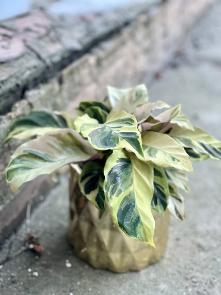 Zdjęcie rośliny Calathea Yellow Fusion, ujęcie 3