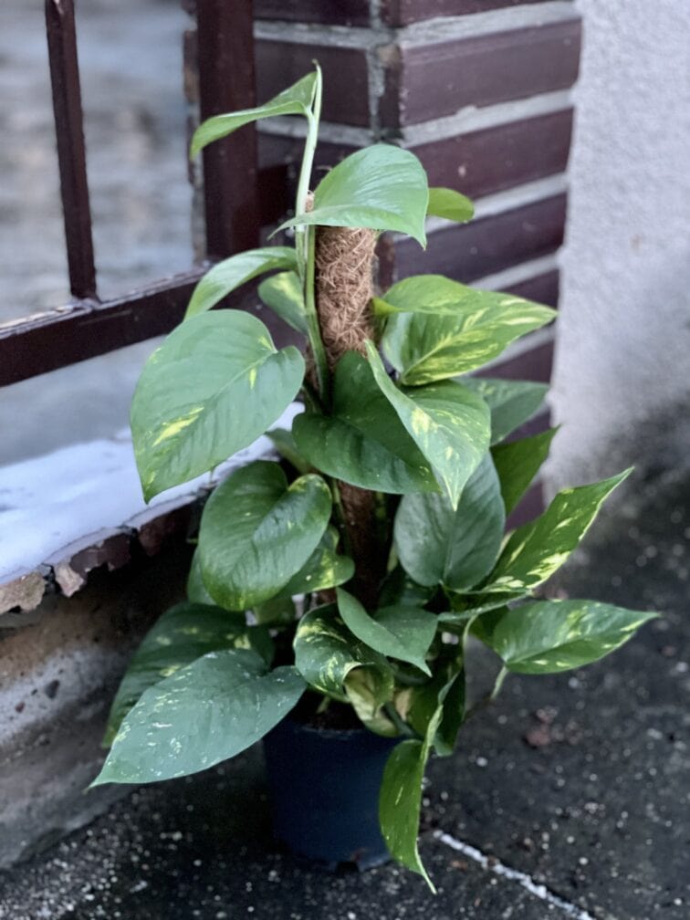 Zdjęcie rośliny Epipremnum Aureum (Epipremnum Złociste), ujęcie 3