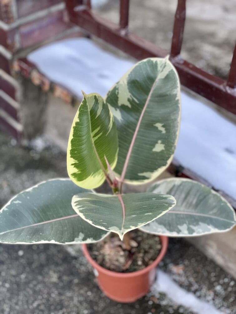 ficus-elastica-tineke_16x40-1_1639145066.jpg Zdjęcie rośliny Ficus Elastica Tineke, ujęcie 1