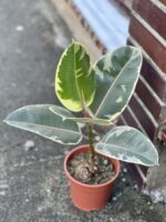 Zdjęcie rośliny Ficus Elastica Tineke, ujęcie 3