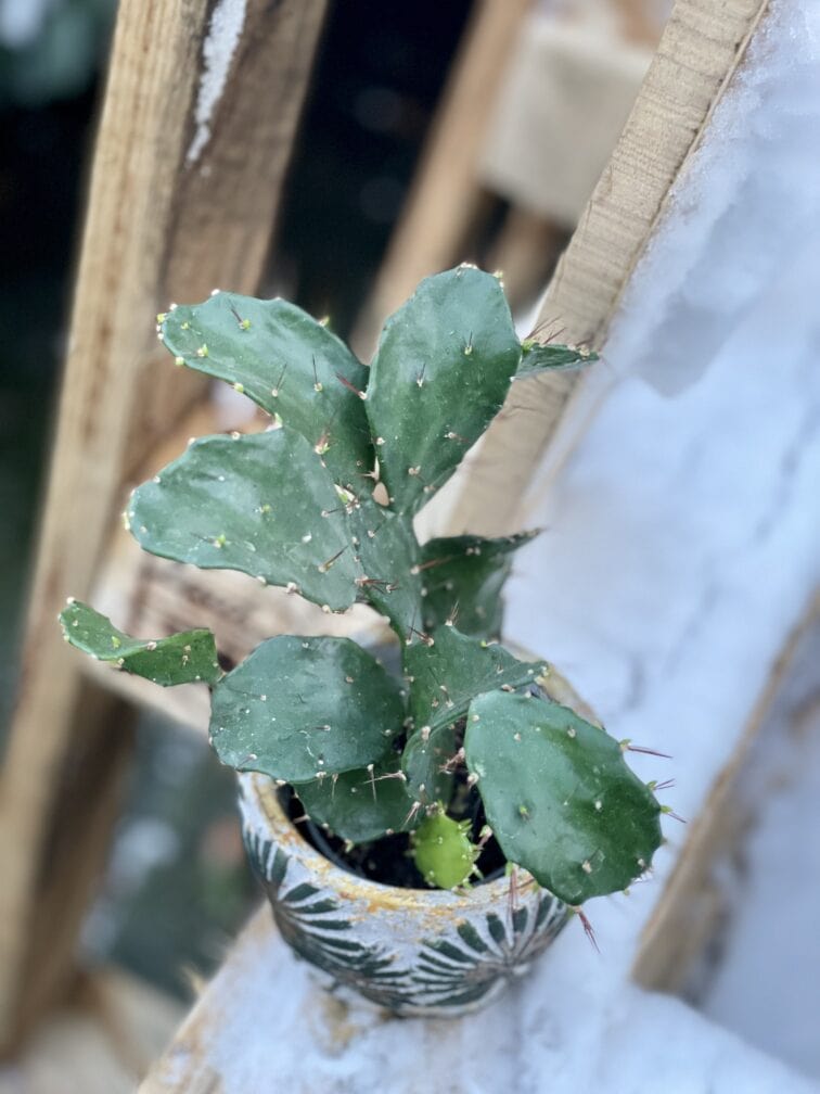 Zdjęcie rośliny Opuntia brasiliensis, ujęcie 1