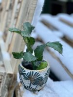 Zdjęcie rośliny Opuntia brasiliensis, ujęcie 2
