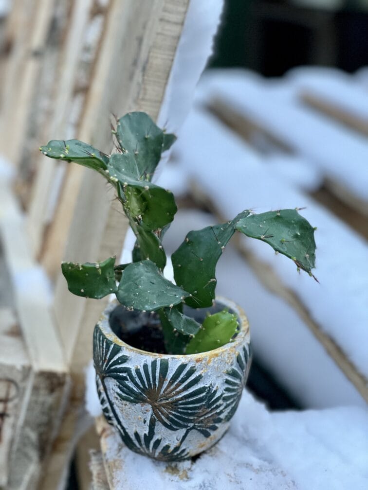 Zdjęcie rośliny Opuntia brasiliensis, ujęcie 2