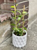 Zdjęcie doniczki lub oslonki: Osłonka Cylinder White 12x13&nbsp;cm, ujęcie 2