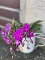 Zdjęcie rośliny Phalaenopsis Artisto, ujęcie 1