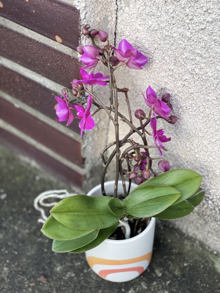 Zdjęcie rośliny Phalaenopsis Artisto, ujęcie 2