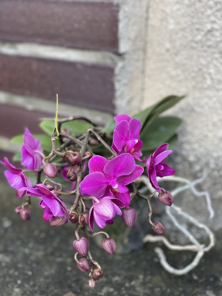 Zdjęcie rośliny Phalaenopsis Artisto, ujęcie 3