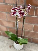 Zdjęcie rośliny Phalaenopsis Black Magic, ujęcie 1