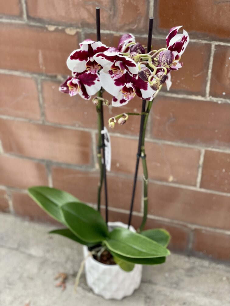 phalaenopsis-black-magic_12x70-1_1639824987.jpg Zdjęcie rośliny Phalaenopsis Black Magic, ujęcie 1