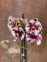 Zdjęcie rośliny Phalaenopsis Black Magic, ujęcie 2