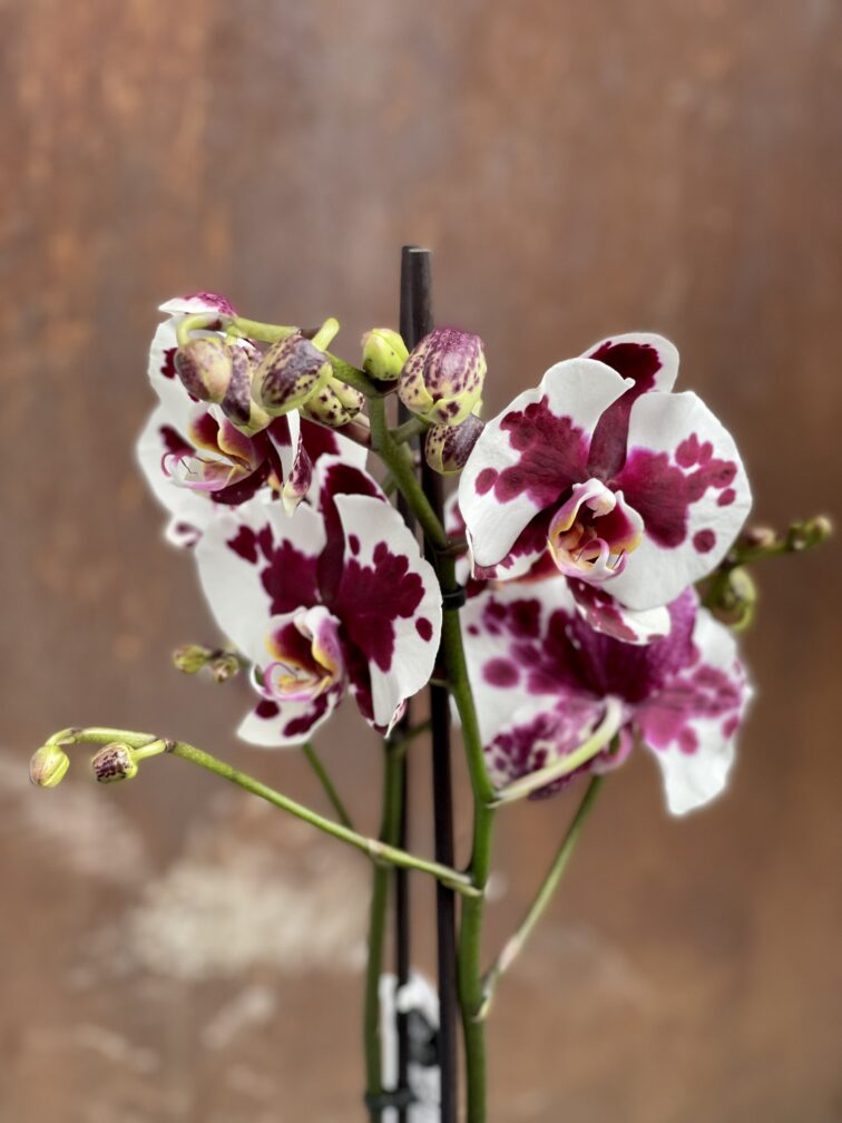 Zdjęcie rośliny Phalaenopsis Black Magic, ujęcie 2