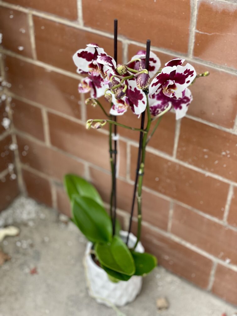 Zdjęcie rośliny Phalaenopsis Black Magic, ujęcie 3