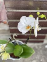 Zdjęcie rośliny Phalaenopsis compacto, ujęcie 1