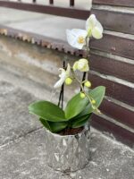 Zdjęcie rośliny Phalaenopsis compacto, ujęcie 2