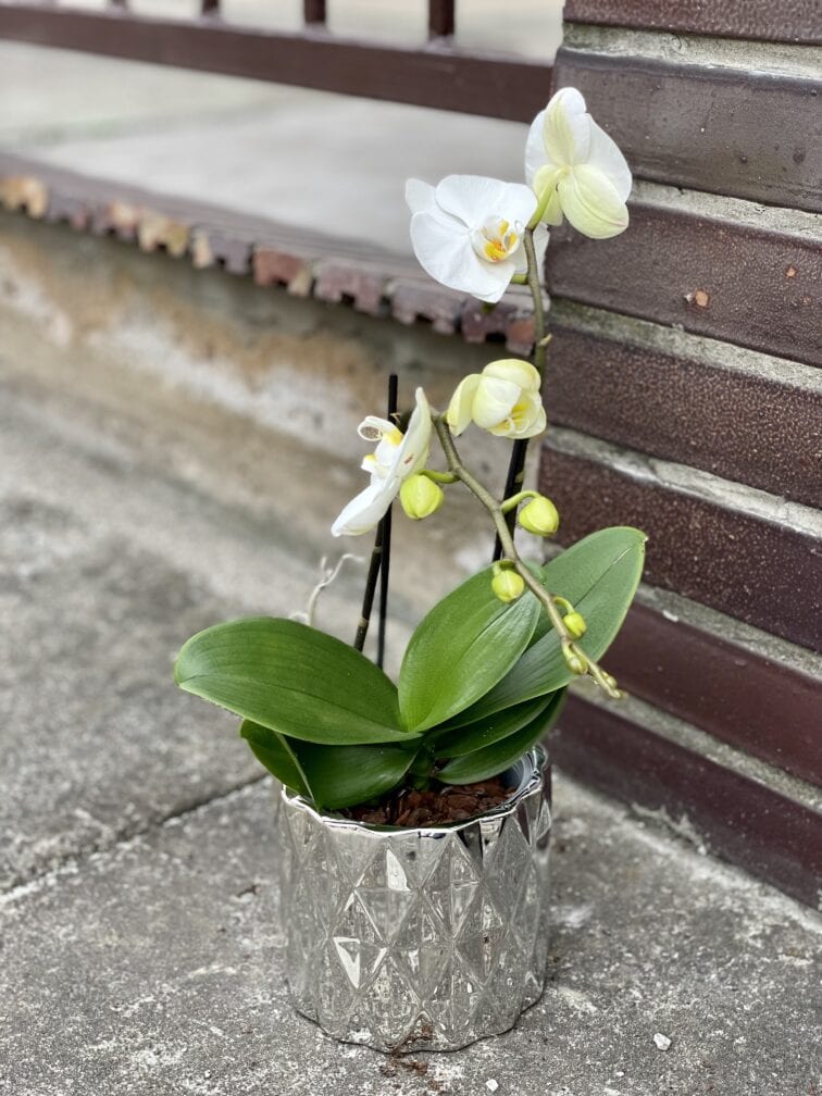 Zdjęcie rośliny Phalaenopsis compacto, ujęcie 2