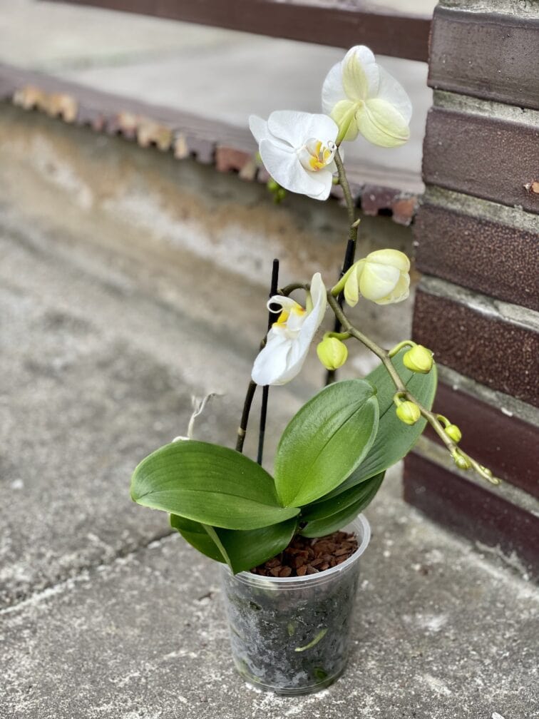 Zdjęcie rośliny Phalaenopsis compacto, ujęcie 3