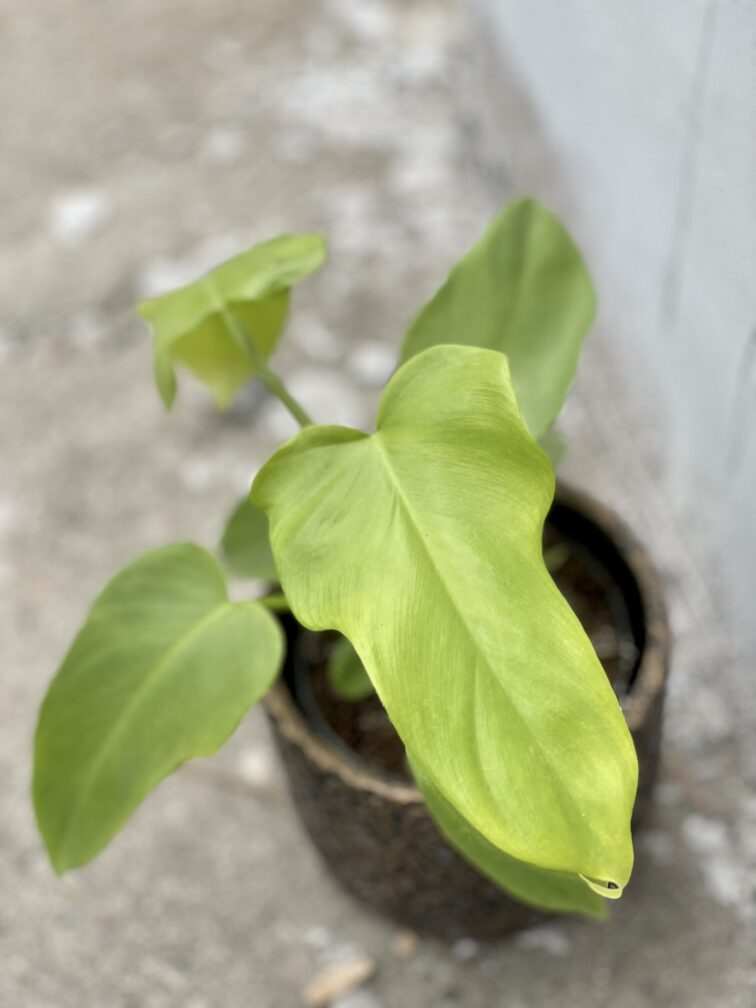 philodendron-bipennifolium-aurea-yellow-violin_13x30-1_1638609017.jpg Zdjęcie rośliny Philodendron bipennifolium aurea Yellow Violin, ujęcie 1