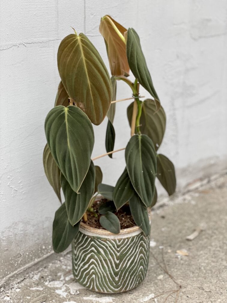 Zdjęcie rośliny Philodendron gigas, ujęcie 2