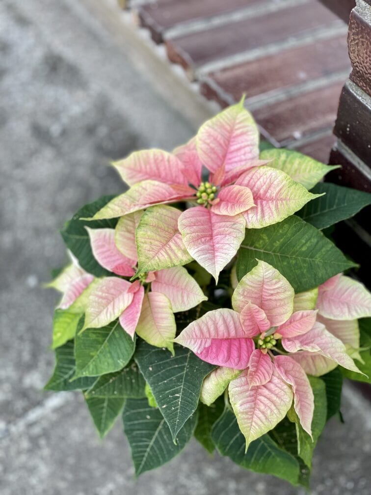 Zdjęcie rośliny Poinsettia pulcherrima Christmas Beauty Nostalgia (Gwiazda Betlejemska), ujęcie 1