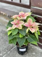 Zdjęcie rośliny Poinsettia pulcherrima Christmas Beauty Nostalgia (Gwiazda Betlejemska), ujęcie 2