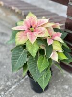 Zdjęcie rośliny Poinsettia pulcherrima Christmas Beauty Nostalgia (Gwiazda Betlejemska), ujęcie 3