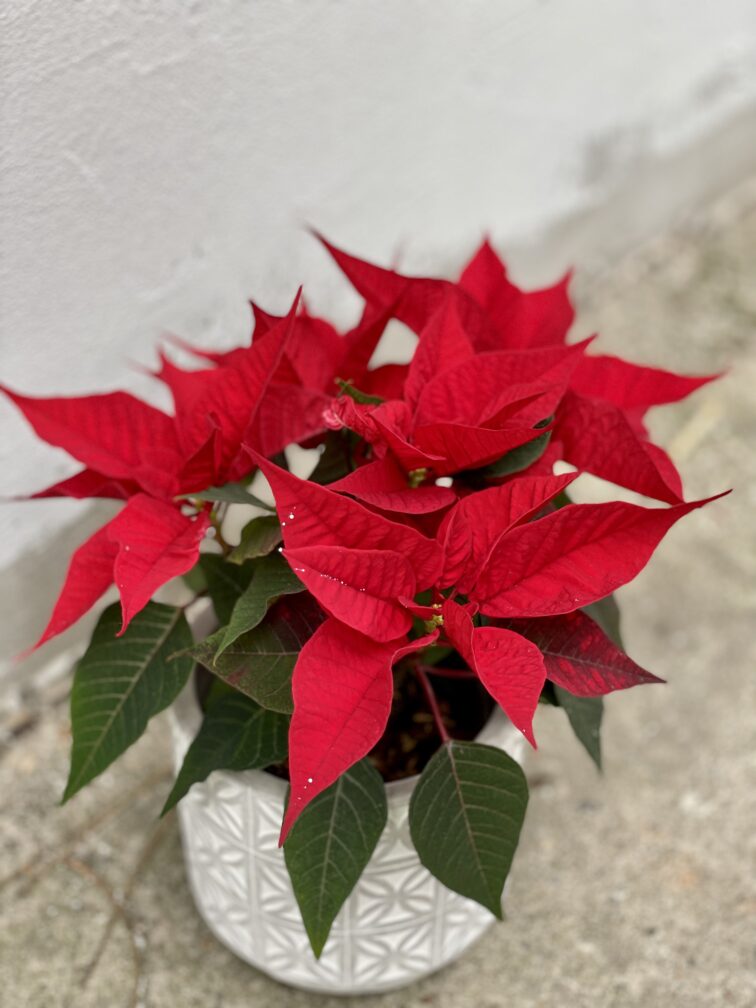 poinsettia-pulcherrima-christmas-feelings_10x26-1_1639823392.jpg Zdjęcie rośliny Poinsettia pulcherrima Christmas Feelings (Gwiazda Betlejemska), ujęcie 1