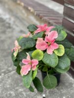 Zdjęcie rośliny Poinsettia pulcherrima Christmas Mouse Pink (Gwiazda Betlejemska), ujęcie 1