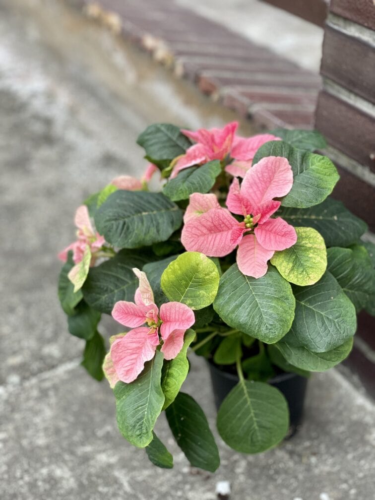 Zdjęcie rośliny Poinsettia pulcherrima Christmas Mouse Pink (Gwiazda Betlejemska), ujęcie 1