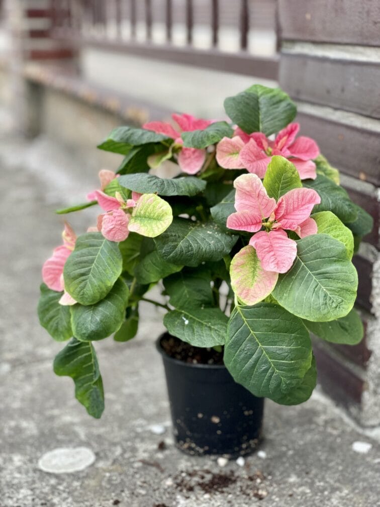 Zdjęcie rośliny Poinsettia pulcherrima Christmas Mouse Pink (Gwiazda Betlejemska), ujęcie 2