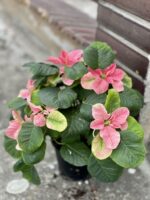 Zdjęcie rośliny Poinsettia pulcherrima Christmas Mouse Pink (Gwiazda Betlejemska), ujęcie 3