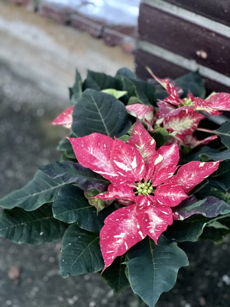 Zdjęcie rośliny Poinsettia pulcherrima Jingle Bell Rock, ujęcie 1