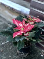 Zdjęcie rośliny Poinsettia pulcherrima Jingle Bell Rock, ujęcie 2