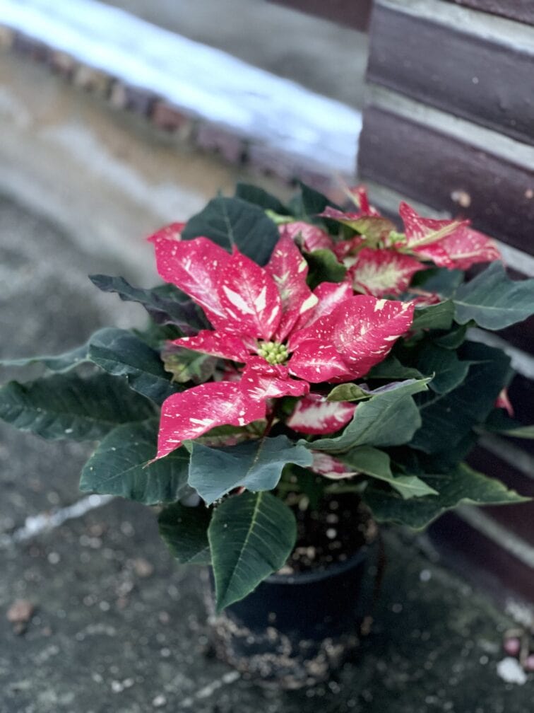 Zdjęcie rośliny Poinsettia pulcherrima Jingle Bell Rock, ujęcie 2