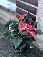 Zdjęcie rośliny Poinsettia pulcherrima Jingle Bell Rock, ujęcie 3
