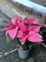 Zdjęcie rośliny Poinsettia pulcherrima Mars Pink, ujęcie 1