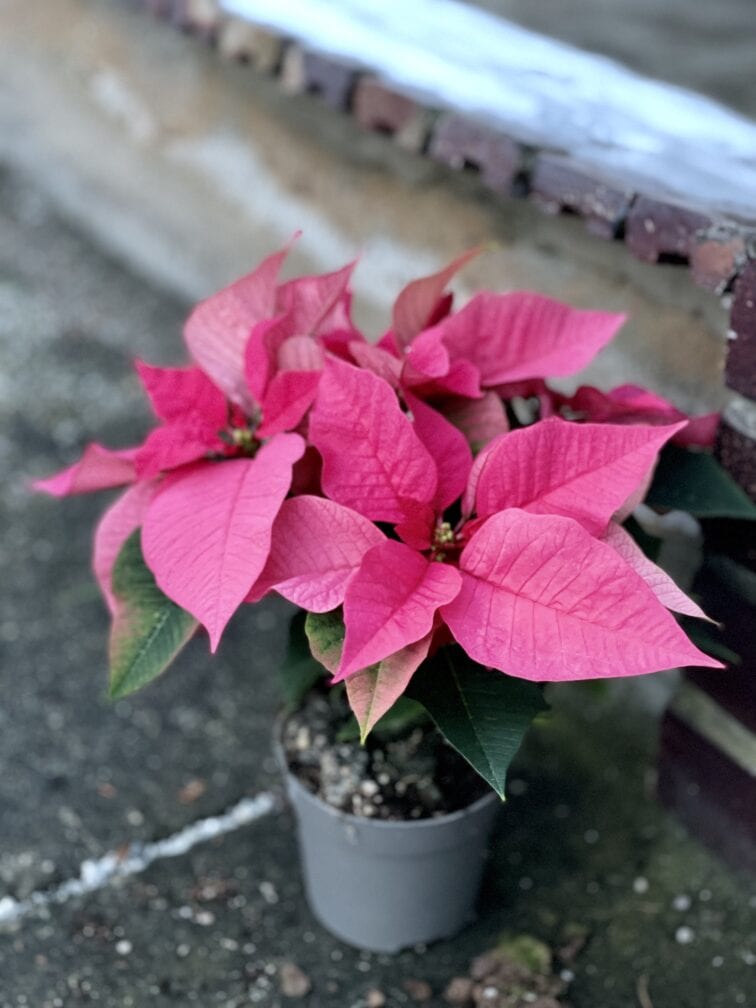 Zdjęcie rośliny Poinsettia pulcherrima Mars Pink, ujęcie 1