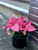 Zdjęcie rośliny Poinsettia pulcherrima Mars Pink, ujęcie 2