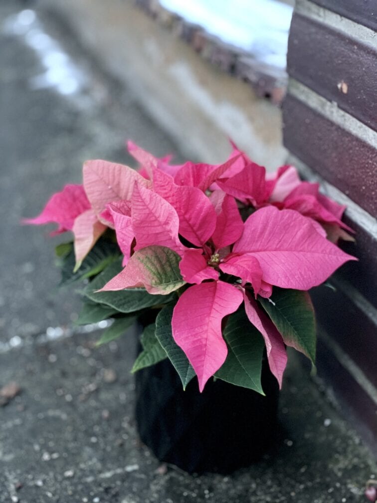 Zdjęcie rośliny Poinsettia pulcherrima Mars Pink, ujęcie 3