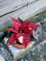 Zdjęcie rośliny Poinsettia pulcherrima Primero, ujęcie 1