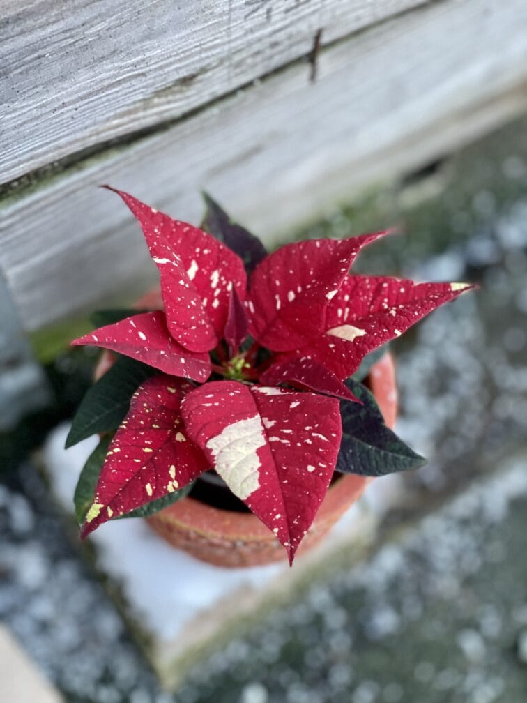 poinsettia-pulcherrima-primero_6x15-1_1639208273.jpg Zdjęcie rośliny Poinsettia pulcherrima Primero, ujęcie 1