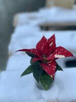 Zdjęcie rośliny Poinsettia pulcherrima Primero, ujęcie 2